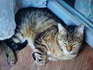 Nadal poszukuję burego kotka z ul.Orkana w Katowicach - 4