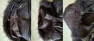 ZARA, Kurtka, płaszczyk, ciepła, pikowana, zasuwana, kaptur - 3