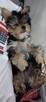 York, yorkshire terrier , pieski - 6