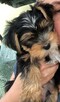 York, yorkshire terrier , pieski - 2