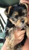 York, yorkshire terrier , pieski - 1