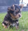 York, yorkshire terrier , pieski - 4