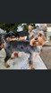 York, yorkshire terrier , pieski - 9