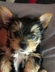 York, yorkshire terrier , pieski - 3