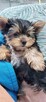 York, yorkshire terrier , pieski - 5