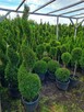 Thuja Szmaragd formowana - 4