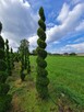 Thuja Szmaragd formowana - 2