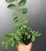 Gujawa truskawkowa -psidium cattleianum - sadzonka - 7