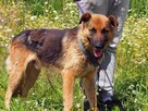 Wesoły ułożony psiak kochający ludzi szuka PILNIE domku - 7