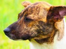 FRASZKA młoda uśmiechnięta sunia szuka PILNIE dobrego domku - 10