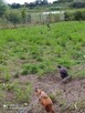 Sprzedam działkę nad jeziorem - 3