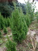 Tuja szmaragdowa - 6