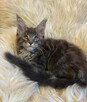 Wspaniałe kocięta maine coon. Raty - 5