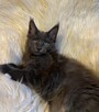Wspaniałe kocięta maine coon. Raty - 2