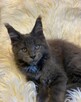 Wspaniałe kocięta maine coon. Raty - 3