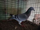 Gołębie Pocztowe z lotu Wysyłka - 2