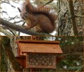 karmnik dla wiewiórki - 7