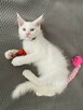 Kot Maine Coon Biały Fpl Fife - 1