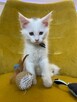 Kot Maine Coon Biały Fpl Fife - 4