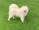 Szczeniaki Samoyed - 3