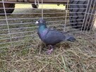 Gołębie Czarne Pocztowe na oku GLAZER Wysyłka - 5