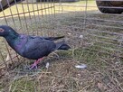 Gołębie Czarne Pocztowe na oku GLAZER Wysyłka - 6