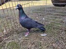 Gołębie Czarne Pocztowe na oku GLAZER Wysyłka - 4