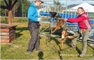Szkolenia psów Nowy Sącz, Licencjonowany Transport Zwierząt - 11