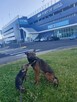 Szkolenia psów Nowy Sącz, Licencjonowany Transport Zwierząt - 13