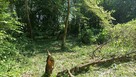 Czyszczenie działek 1,50 za m2, wycinka drzew, wykaszanie - 2