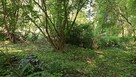 Czyszczenie działek 1,50 za m2, wycinka drzew, wykaszanie - 4