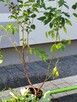 Borówka amerykańska 80-90 cm piękne - 4
