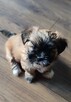 Lhasa Apso - 1