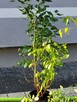 Borówka amerykańska 80-90 cm piękne - 3