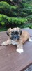 Lhasa Apso - 3