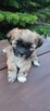 Lhasa Apso - 4