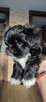 Lhasa Apso - 5