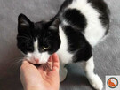 GARDUŚ-piękny, dorodny kotek prosi o dom, adopcja - 3