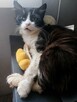Pilne!! Piękna długowlosa kotka Lili czeka na domek Arka - 3