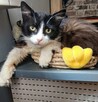 Pilne!! Piękna długowlosa kotka Lili czeka na domek Arka - 1