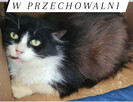 Pilne!! Piękna długowlosa kotka Lili czeka na domek Arka - 4