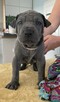 Thai Ridgeback Dog - szczenięta - 16