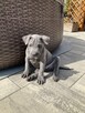 Thai Ridgeback Dog - szczenięta - 11