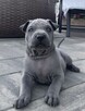 Thai Ridgeback Dog - szczenięta - 2