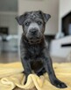 Thai Ridgeback Dog - szczenięta - 4
