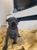 Thai Ridgeback Dog - szczenięta - 3