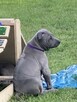 Thai Ridgeback Dog - szczenięta - 5