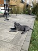 Thai Ridgeback Dog - szczenięta - 7