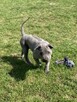 Thai Ridgeback Dog - szczenięta - 10