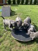 Thai Ridgeback Dog - szczenięta - 12